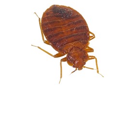 ছাড়পোকা