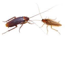 তেলাপোকা