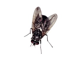 মাছি